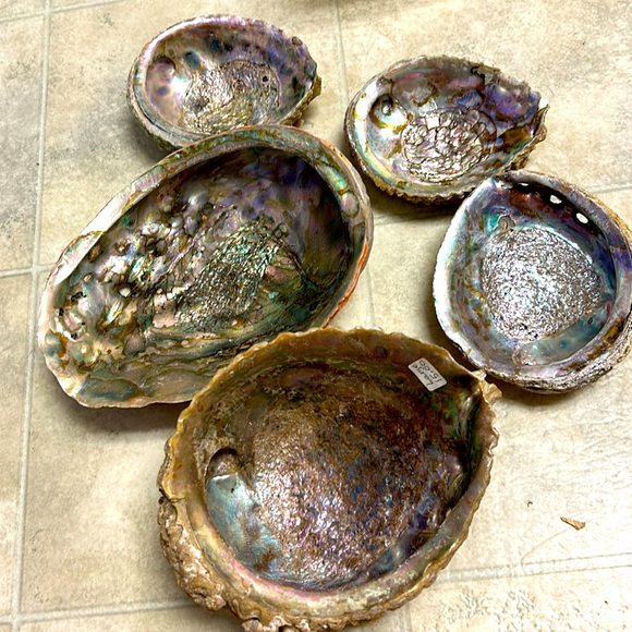 abalone Other - 🐚Abalone Shells Bundle